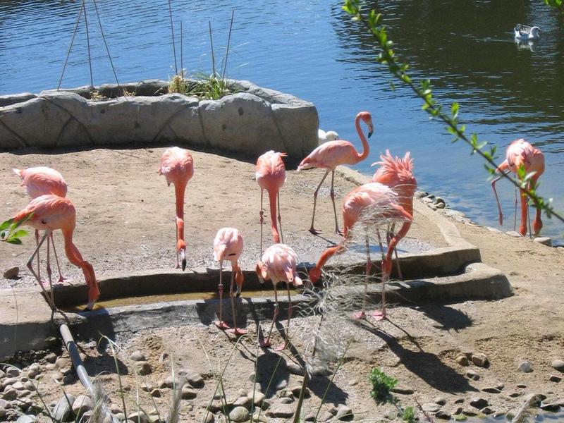 Flamingo; DISPLAY FULL IMAGE.