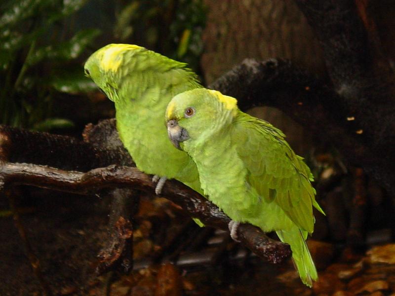 Amazon Parrots; DISPLAY FULL IMAGE.