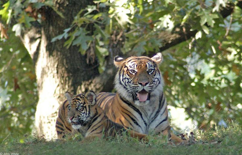 tigers.jpg; DISPLAY FULL IMAGE.