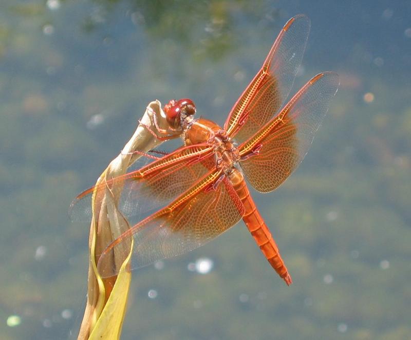 Red Dragonfly Picture - Taken in Southern California; DISPLAY FULL IMAGE.