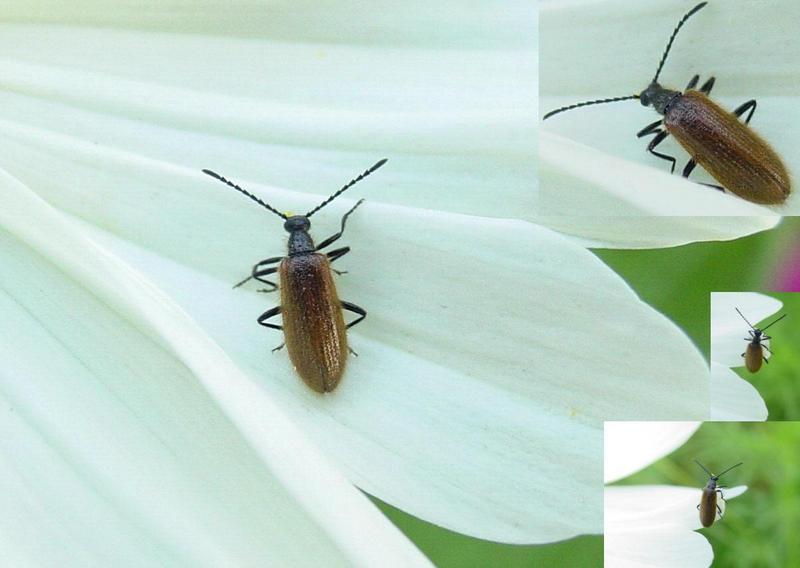 beetle; DISPLAY FULL IMAGE.