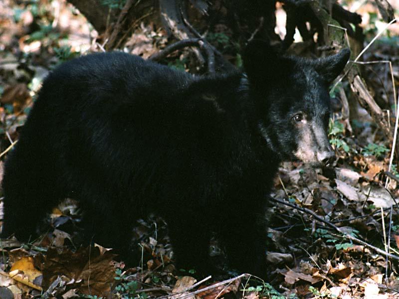 [WorldStart Wallpaper - Animal Set 1] American Black Bear cub; DISPLAY FULL IMAGE.