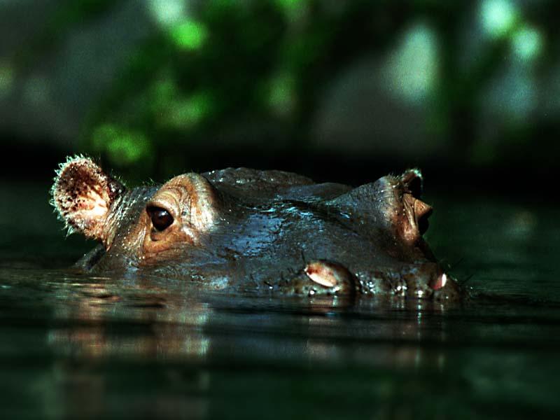 [WorldStart Wallpaper - Animal Set 1] Hippopotamus; DISPLAY FULL IMAGE.