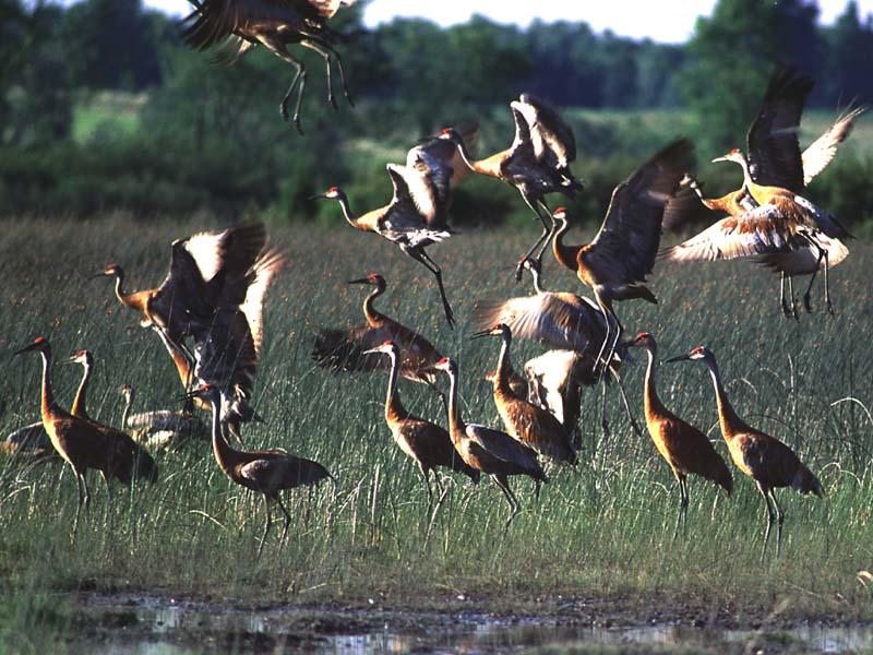 [WorldStart Wallpaper - Animal Set 1] Sandhill Crane flock take off; DISPLAY FULL IMAGE.