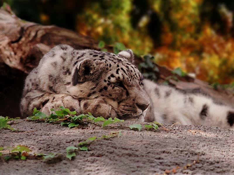 [WorldStart Wallpaper - Animal Set 1] Snow Leopard; DISPLAY FULL IMAGE.