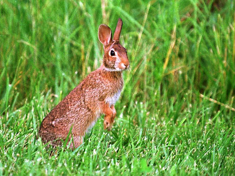 [WorldStart Wallpaper - Animal Set 1] Rabbit; DISPLAY FULL IMAGE.