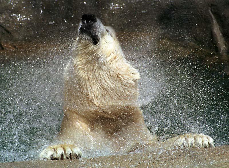 [WorldStart Wallpaper - Animal Set 2] Polar Bear; DISPLAY FULL IMAGE.