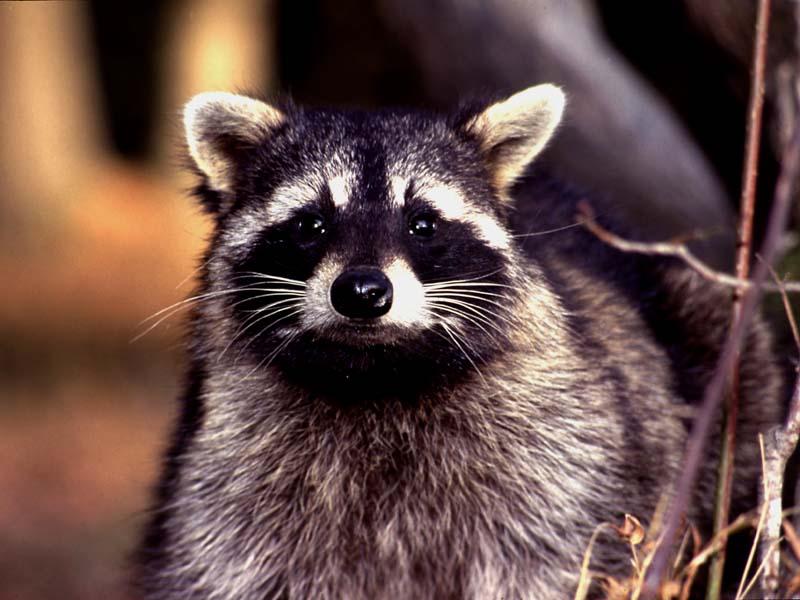 [WorldStart Wallpaper - Animal Set 2] Raccoon; DISPLAY FULL IMAGE.