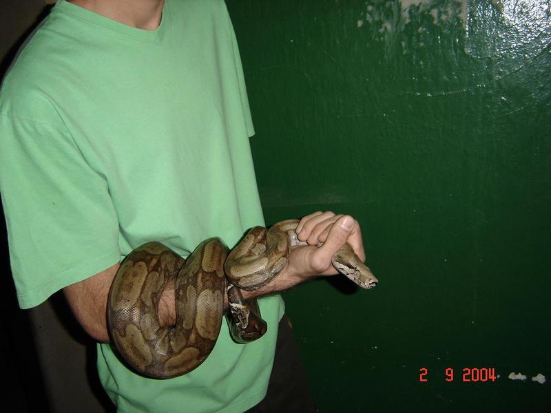 A Boa Constrictor; DISPLAY FULL IMAGE.