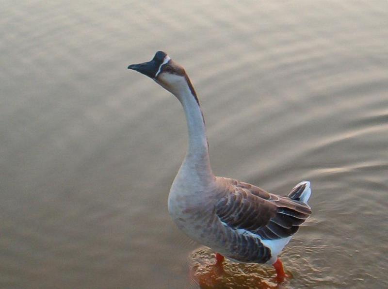 Chinese Goose; DISPLAY FULL IMAGE.