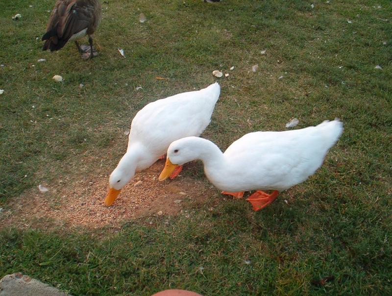 Pekin Ducks; DISPLAY FULL IMAGE.