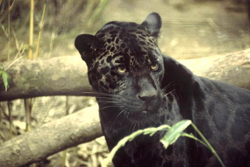 Black Panther - Black Jaguar (Panthera onca) {!--재규어,흑표-->; DISPLAY FULL IMAGE.
