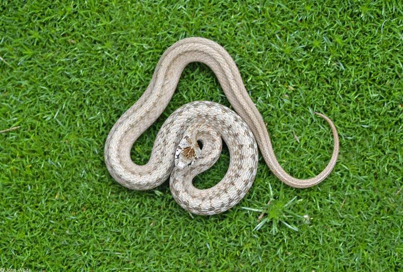 Northern Brown Snake (Storeria dekayi dekayi); DISPLAY FULL IMAGE.