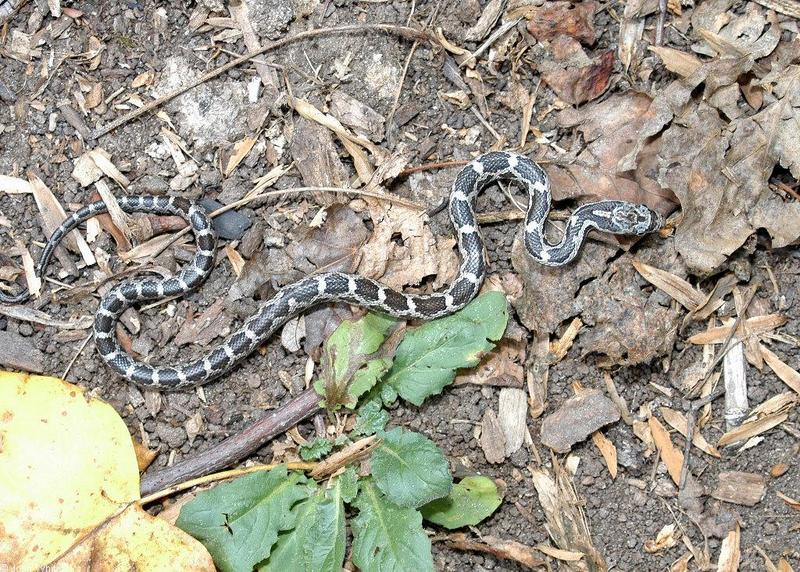 Juvenile Black Rat Snake (Elaphe obsoleta obsoleta); DISPLAY FULL IMAGE.