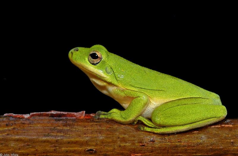 Green Treefrog (Hyla cinerea) 1; DISPLAY FULL IMAGE.