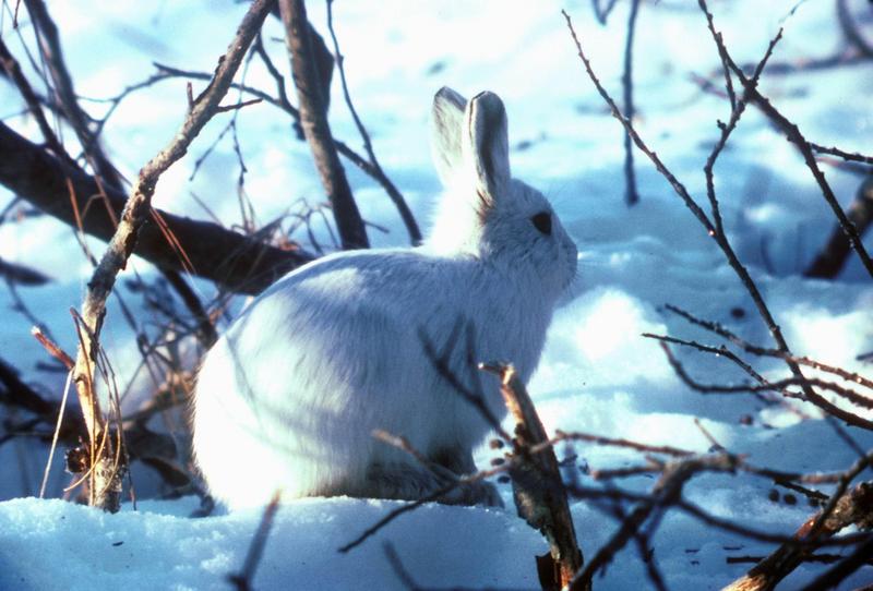 Arctic Hare (Lepus arcticus) {!--북극토끼-->; DISPLAY FULL IMAGE.
