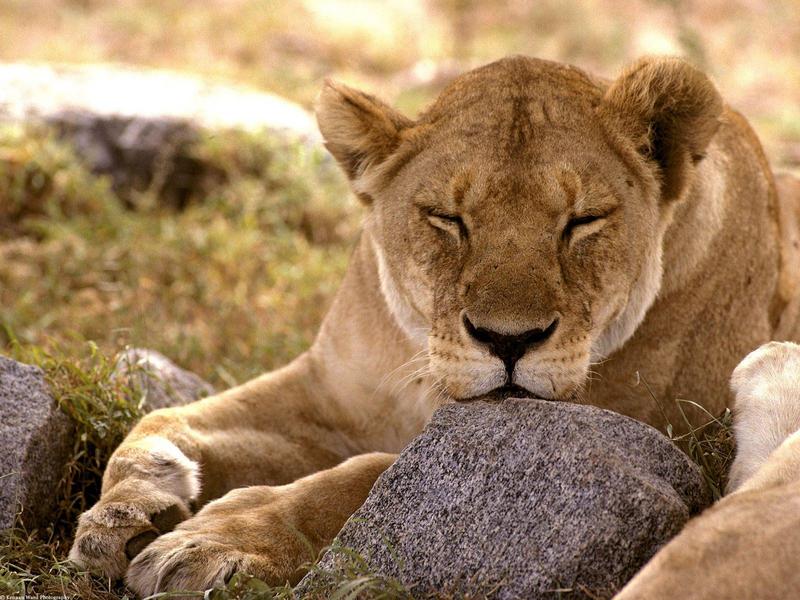 African Lion - Serengeti, Africa; DISPLAY FULL IMAGE.