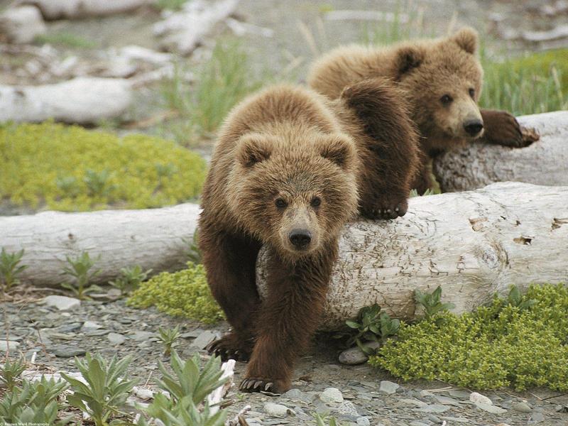 Brown Bear cubs - Alaska; DISPLAY FULL IMAGE.