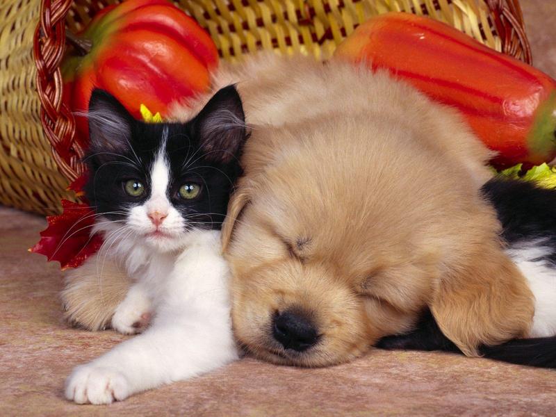 Dog's napping on cat pillow :); DISPLAY FULL IMAGE.