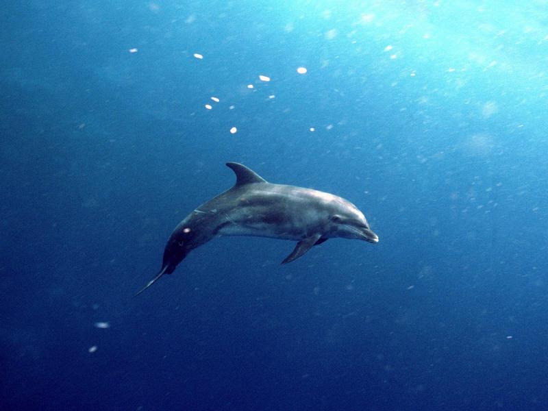 Deep Blue Wonder - Dolphin; DISPLAY FULL IMAGE.