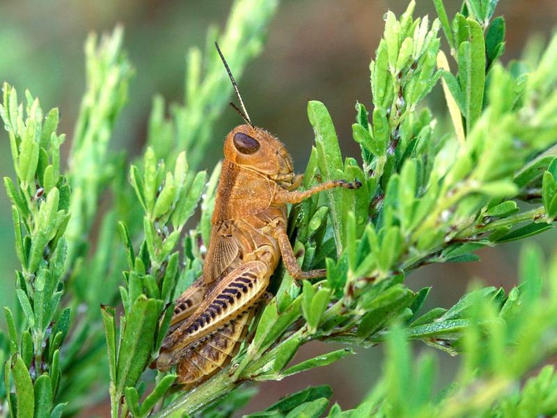 Grasshopper in Meadow; DISPLAY FULL IMAGE.