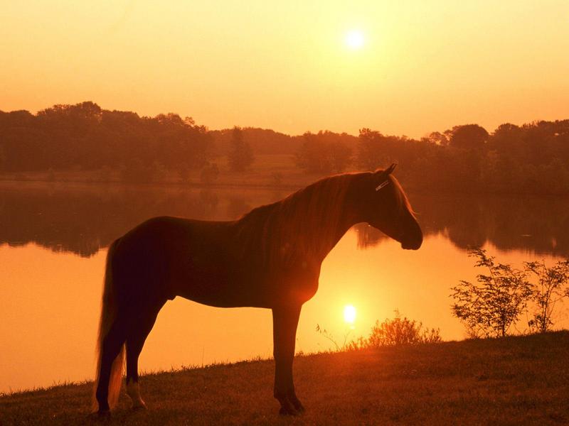 Joe Banjo Rocky Mountain Horse, Pennsylvania; DISPLAY FULL IMAGE.