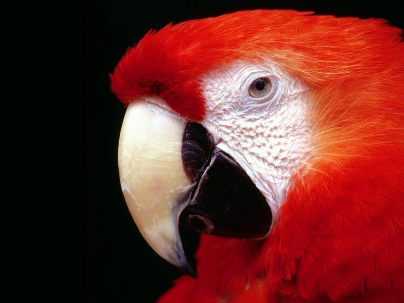 Scarlet Macaw; DISPLAY FULL IMAGE.
