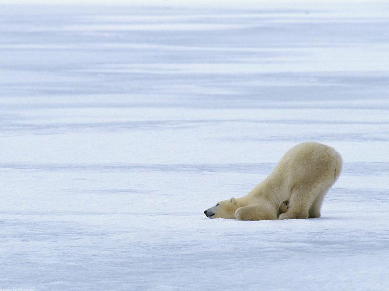 Polar Bear's Afternoon Nap Time; DISPLAY FULL IMAGE.