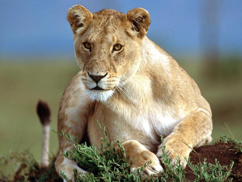 Predatory Stare, Lioness; DISPLAY FULL IMAGE.