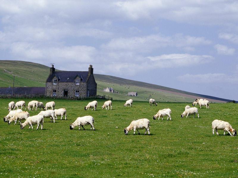 Goat Herd - Grampian Farm Near Rhynie Scotland; DISPLAY FULL IMAGE.