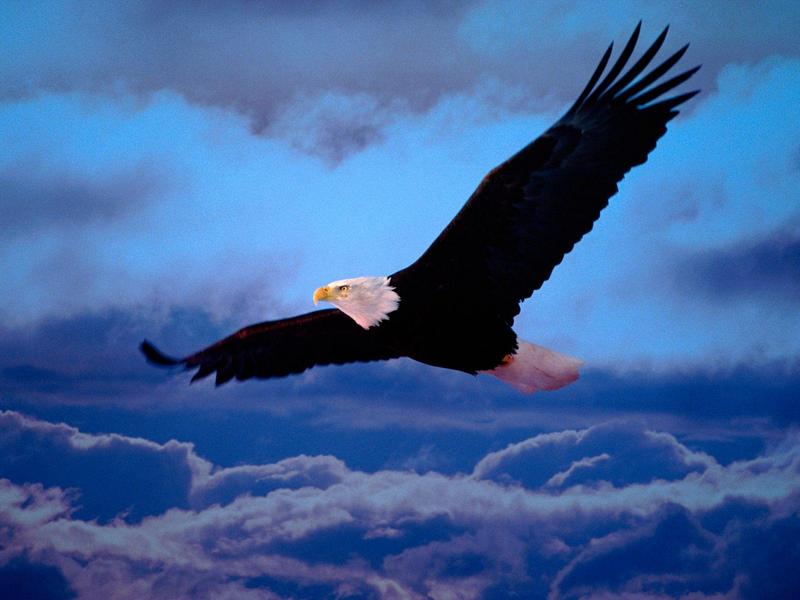 Bald Eagle - On Freedom's Wings; DISPLAY FULL IMAGE.