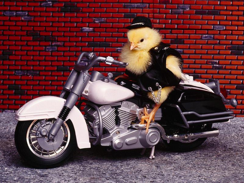 Biker Chick; DISPLAY FULL IMAGE.
