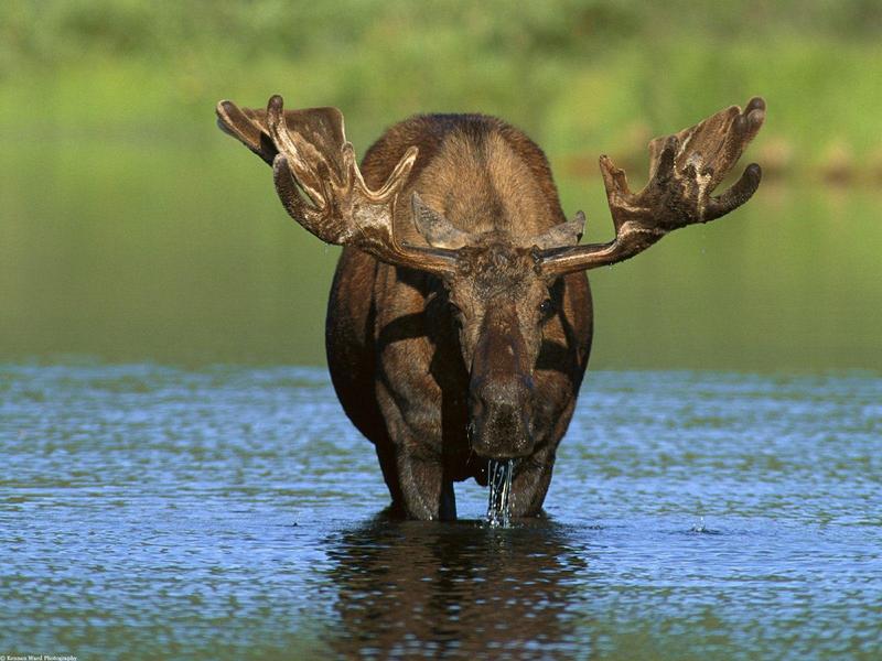 Bull Moose, Alaska; DISPLAY FULL IMAGE.