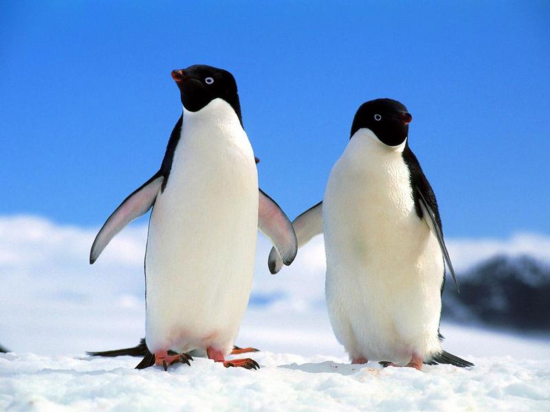 Companions - Adelie Penguins; DISPLAY FULL IMAGE.