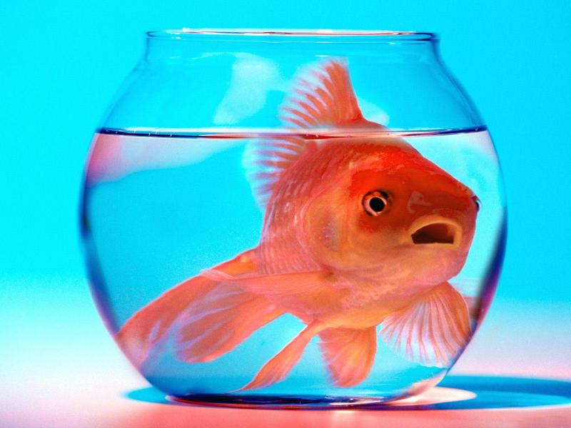 Goldfish - Don't Stress; DISPLAY FULL IMAGE.