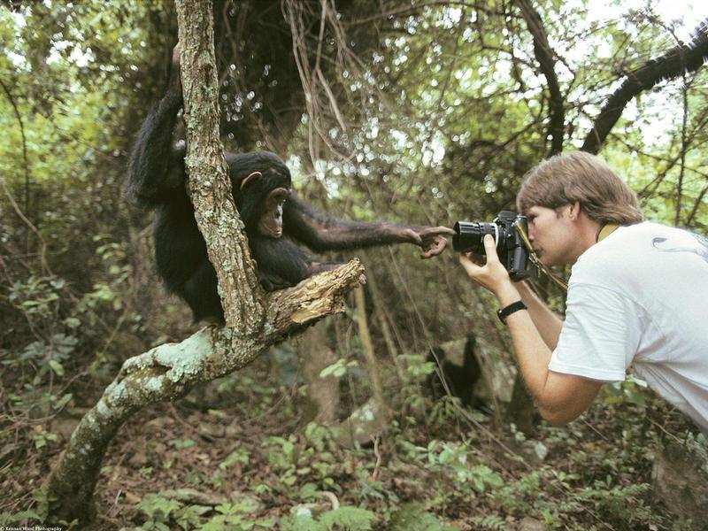 Chimpanzee - Monkeying Around; DISPLAY FULL IMAGE.