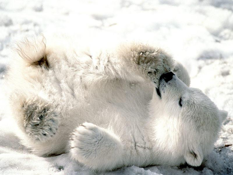 Playful Baby Polar Bear (cub); DISPLAY FULL IMAGE.