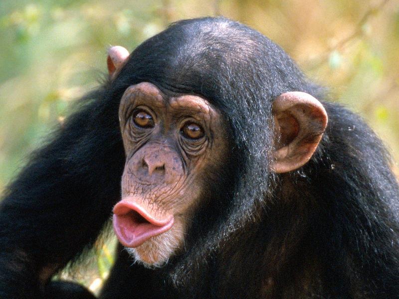 Chimpanzee - Pucker Up; DISPLAY FULL IMAGE.