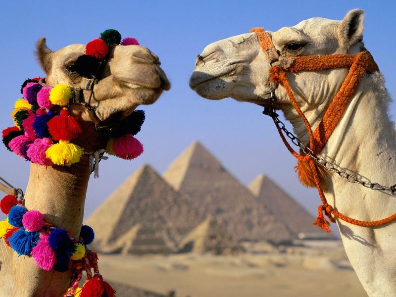 Dromedary Camels - Pyramid Scheme; DISPLAY FULL IMAGE.