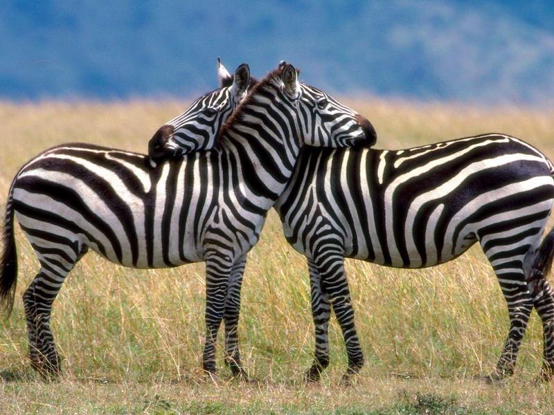 Serengeti Love - Burchell's Zebras; DISPLAY FULL IMAGE.
