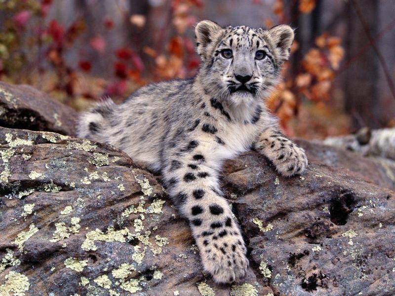 Snow Leopard Cub; DISPLAY FULL IMAGE.