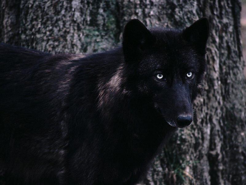 Timber Wolf (Black Wolf); DISPLAY FULL IMAGE.