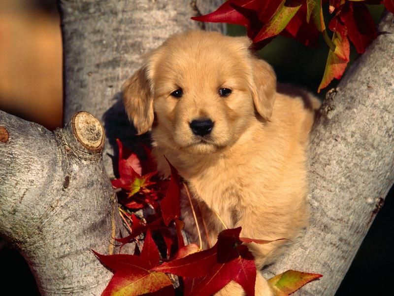 Puppy - A Little Autumn Sweetness; DISPLAY FULL IMAGE.