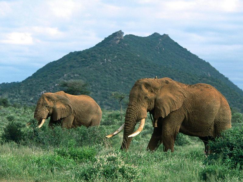 African_Elephants; DISPLAY FULL IMAGE.