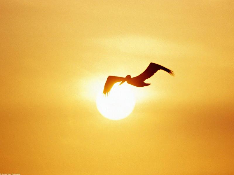 Brown Pelican, Costa Rica; DISPLAY FULL IMAGE.