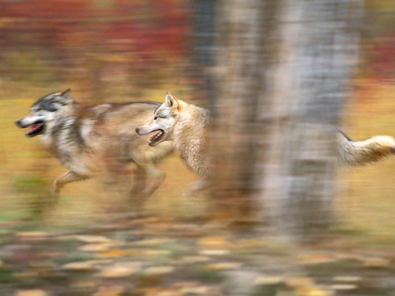 Gray Wolves on the Run; DISPLAY FULL IMAGE.