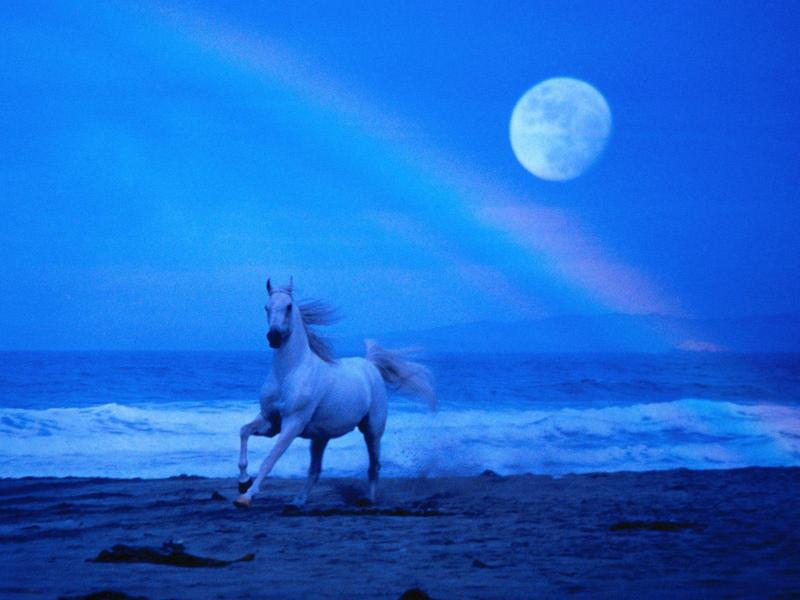 Magical Journey - Horse runs; DISPLAY FULL IMAGE.