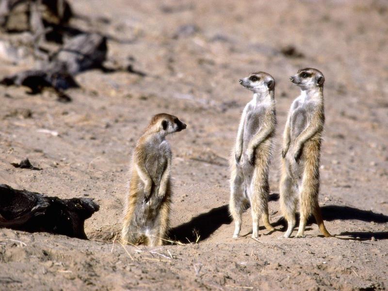 Meerkats, South Africa; DISPLAY FULL IMAGE.