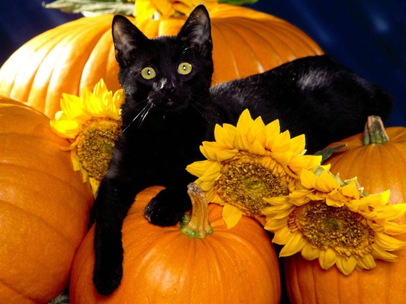 Midnight - Black Cat; DISPLAY FULL IMAGE.