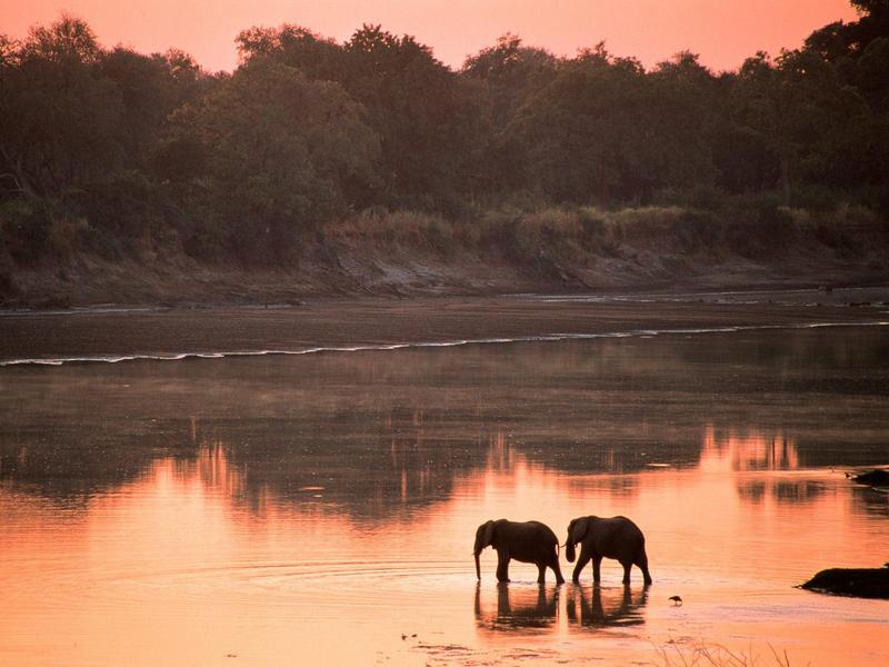 African Elephants - Romance in the Wild; DISPLAY FULL IMAGE.